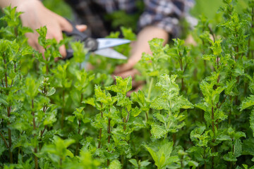 A young girl collects mint in the garden, female hands cut a bouquet of fresh mint with pepper shears. Mint thickets and leaves in the foreground.