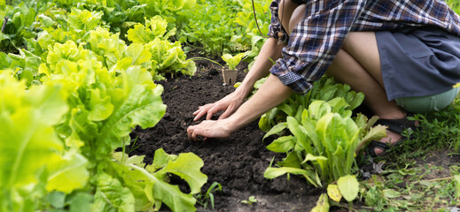 A young girl is engaged in gardening, agriculture, the gardener loosens the black soil before...