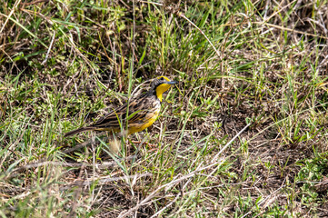 beautiful african bird in the grass near the lake in the national park 