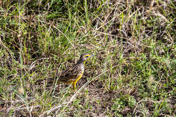 beautiful african bird in the grass near the lake in the national park 