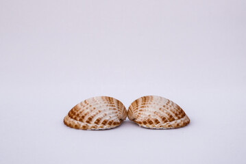 Composition of exotic sea shells and on a white background, top view. sea shells isolated on a white background. Flat lay, Seashells on a white background, A place for copying and writing.