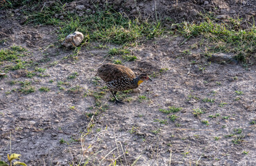 The yellow-throated francolin walks through the tall grass 