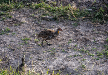 The yellow-throated francolin walks through the tall grass 