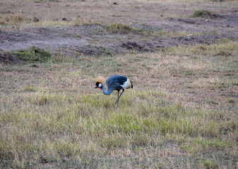 Obraz na płótnie Canvas Eastern Crowned Crane walks through the grass looking for food 