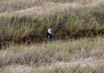 beautiful african bird in the grass near the lake in the national park 