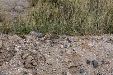 beautiful african bird in the grass near the lake in the national park 