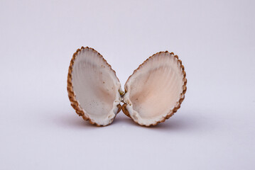 Composition of exotic sea shells and on a white background, top view. sea shells isolated on a white background. Flat lay, Seashells on a white background, A place for copying and writing.