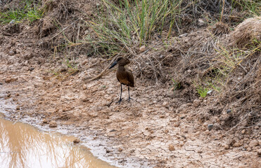 beautiful african bird in the grass near the lake in the national park 