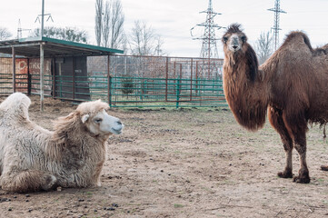 Two camels in a paddock on a farm look into the frame. The animal is on the farm at the zoo....