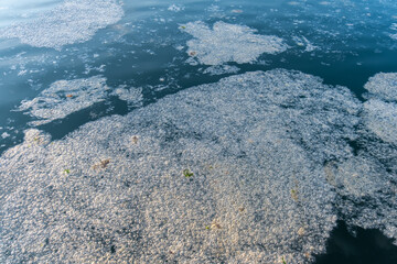 mucilage on the sea surface, environmental disaster, sea pollution, foams on water,