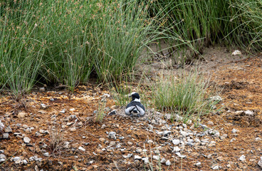 beautiful african bird in the grass near the lake in the national park 