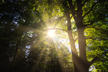 sun shining through the trees