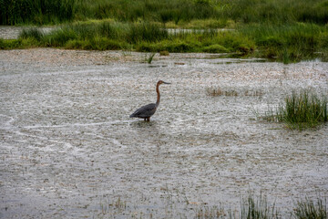 beautiful african bird in the grass near the lake in the national park 