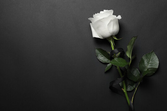 Beautiful white rose with black ribbon on dark background, top view. Space for text