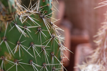 Close-Up Of Succulent cactus Plant at the greenhouse garden