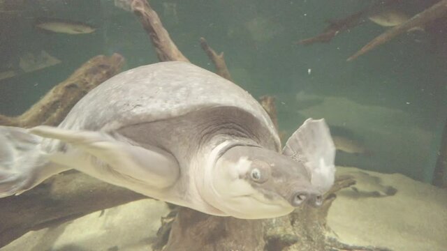 スッポン・水族館・4K