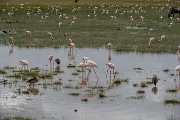 Fototapeta premium pink flamingos on green water on the background of a blue lake in the national park 