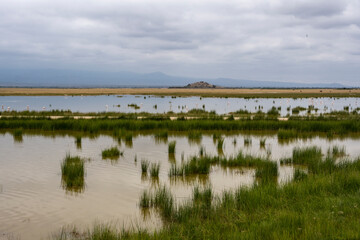 pink flamingos on green water on the background of a blue lake in the national park 