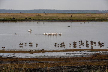 lake with birds and islands on a plateau in a national park in Kenya 