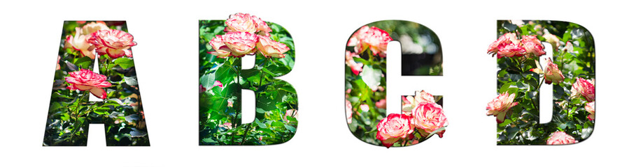 The letters A, B, C, D are made of beautiful garden roses