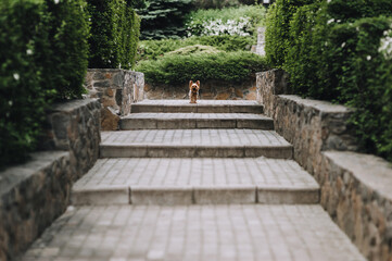A small Yorkshire terrier stands on the steps and protects the territory in the park in nature....