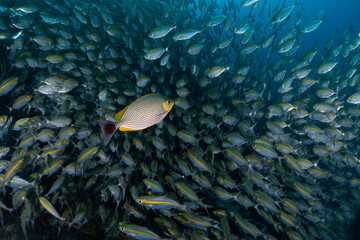 Obraz premium school of fish with a single rabbit fish in the open water, south east asia, thailand