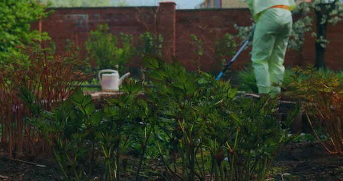 Landscaping, farming, gardening people. Female farmer working in garden, loosening beds with rake for planting