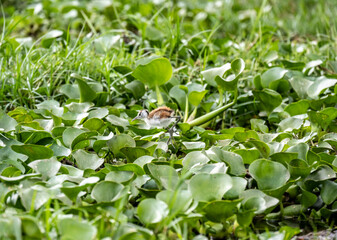 little fluffy leggy bird on green foliage on the lake 