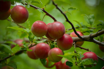 red apples on a tree