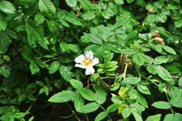 Blooming white flower shrub. White flower on a background of green leaves. Background, texture, wallpaper.