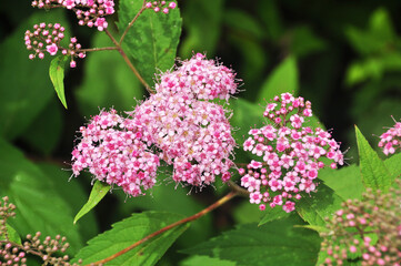 Pink flowers close-up. Flowers on a blurred background of green leaves. Summer, city park.