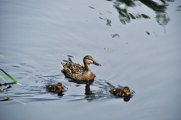 A duck with two ducklings swims on the pond. Close-up of a duck mom with ducklings.