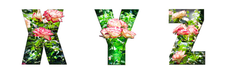 The letters X, Y, Z are made of beautiful garden roses