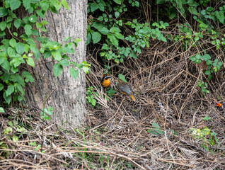 Somali weaver with a bird near a tree in the bushes 