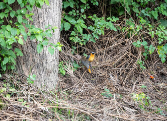 Somali weaver with a bird near a tree in the bushes 