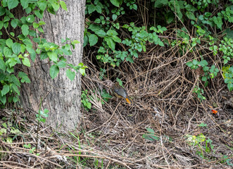 Somali weaver with a bird near a tree in the bushes 