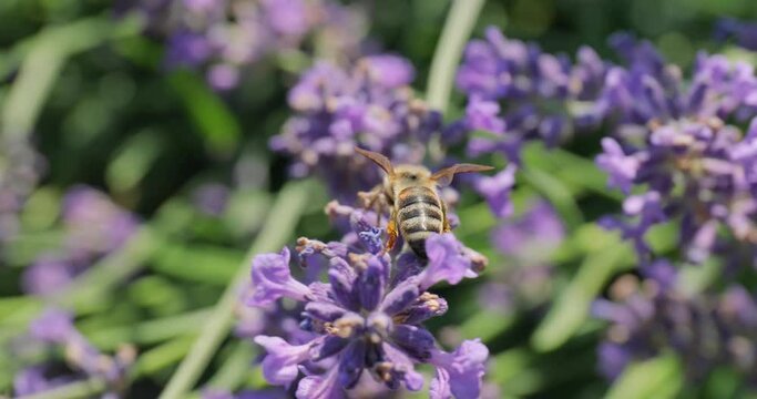 Lavender flower visiter by bees