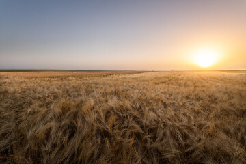 Obraz premium Open wheat field at sunset.