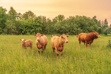 Three cows and a bull in the meadow. Summer evening.