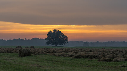 Fototapeta na wymiar Go to my open items.Summer sunrise. An oak tree and a mown meadow at sunrise.