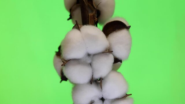 rotation of Branch with white fluffy cotton flowers on beige background flat lay. green background. Natural organic fiber, agriculture, cotton seeds, raw materials for making fabric