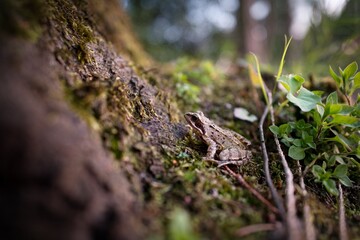 Naklejka premium Waldfrosch