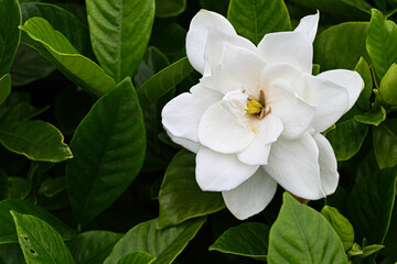 Naklejka premium クチナシの花のアップ 背景 壁紙