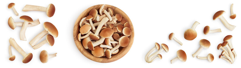 honey fungus mushrooms isolated on white background with clipping path and full depth of field. Set or collection