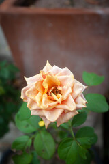 Flowers in the garden contryside thailand