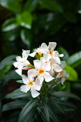 Flowers in the garden contryside thailand