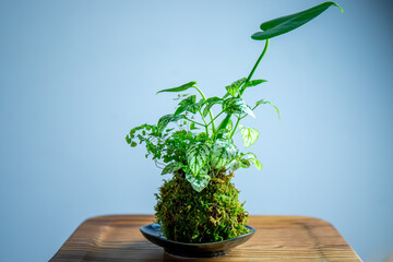 plant in a vase