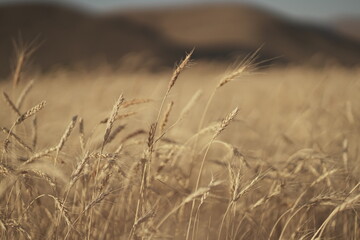 Fototapeta premium wheat field in the wind , sunrise light