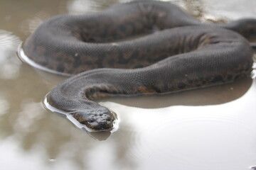 Elephant trunk snake or the Javan file snake, is non-venomous aquatic snakes.