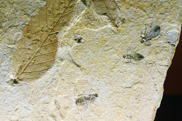 Fossilized insects in ancient stone